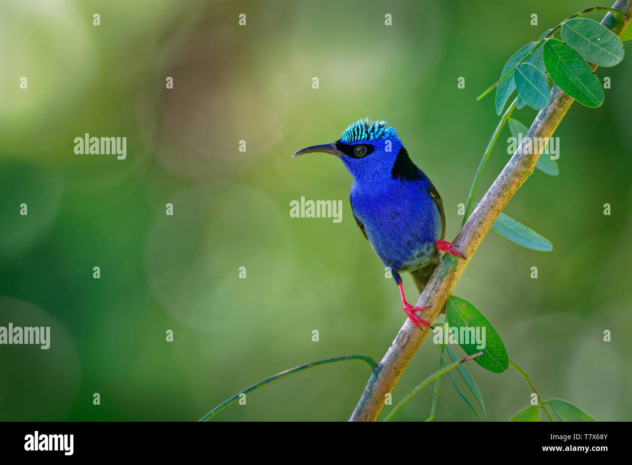 Red-legged Honeycreeper - Cyanerpes cyaneus  small songbird species in the tanager family (Thraupidae),in the tropical New World from southern Mexico  Stock Photo