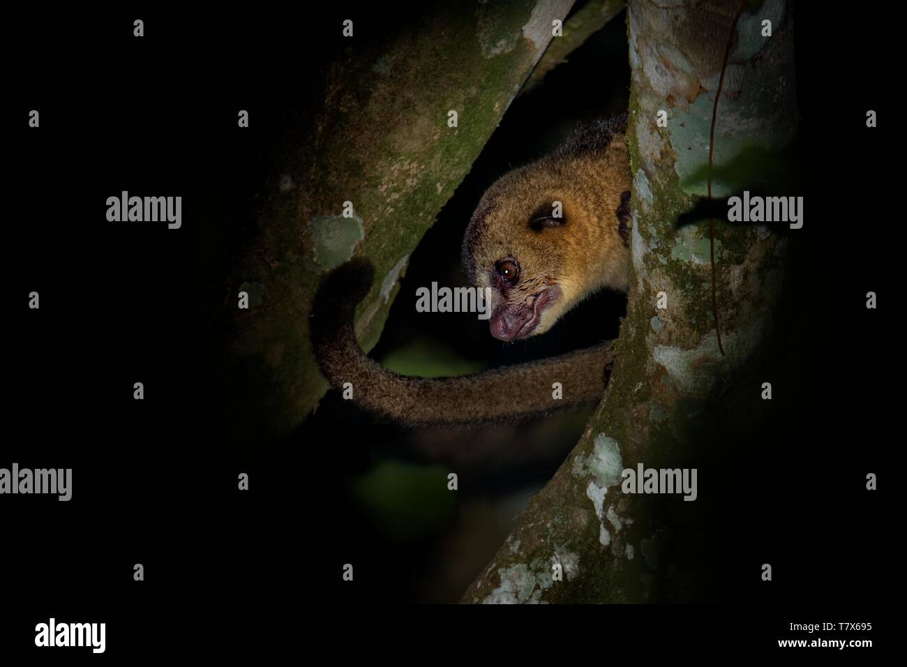 Kinkajou - Potos flavus, rainforest mammal of the family Procyonidae