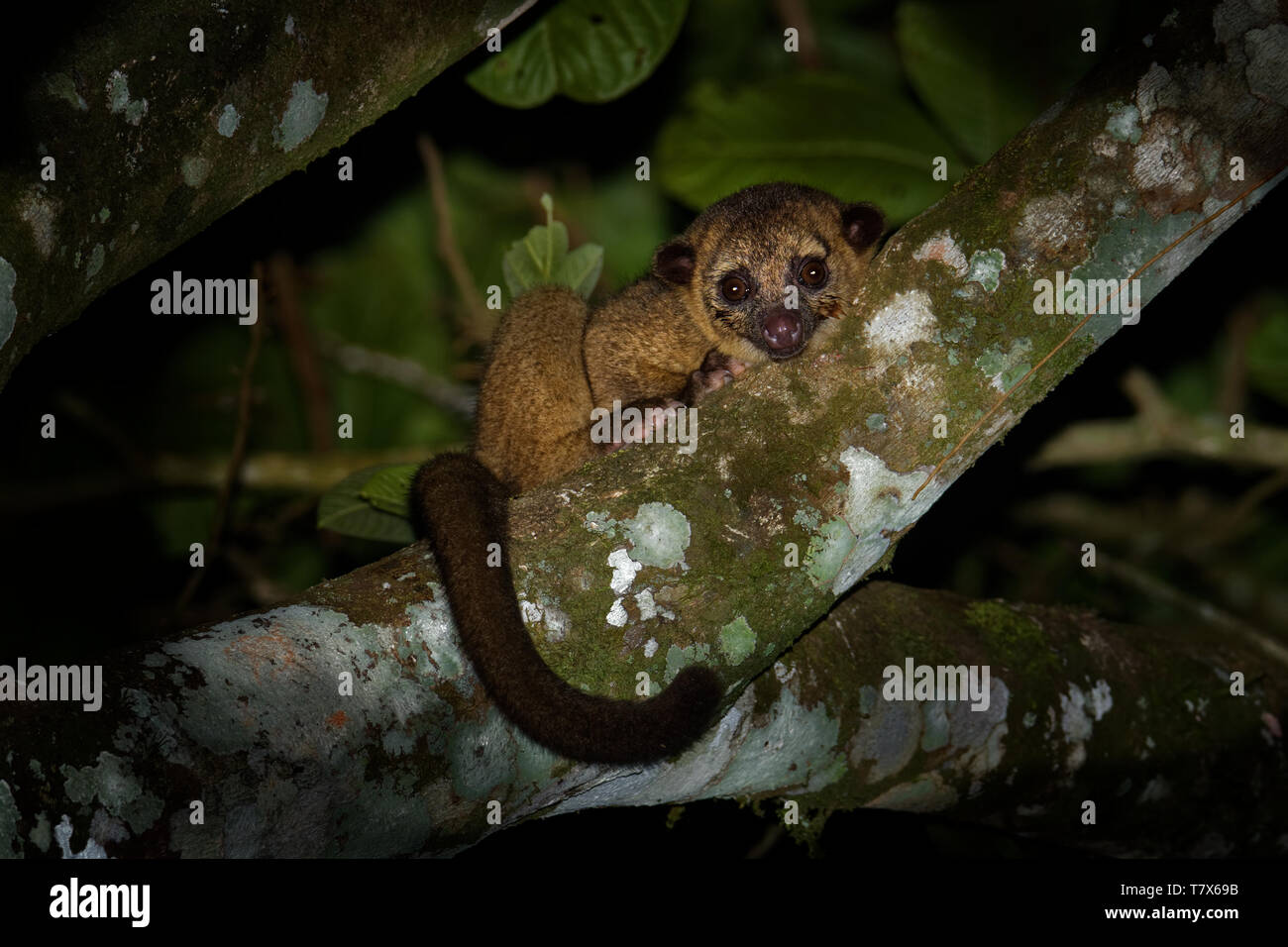 Kinkajou - Potos flavus, rainforest mammal of the family Procyonidae