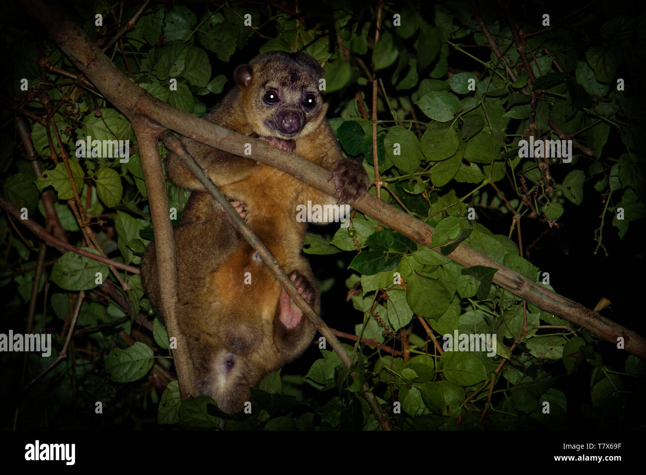 Kinkajou - Potos flavus, rainforest mammal of the family Procyonidae related to olingos, coatis, raccoons, and the ringtail and cacomistle. also known Stock Photo