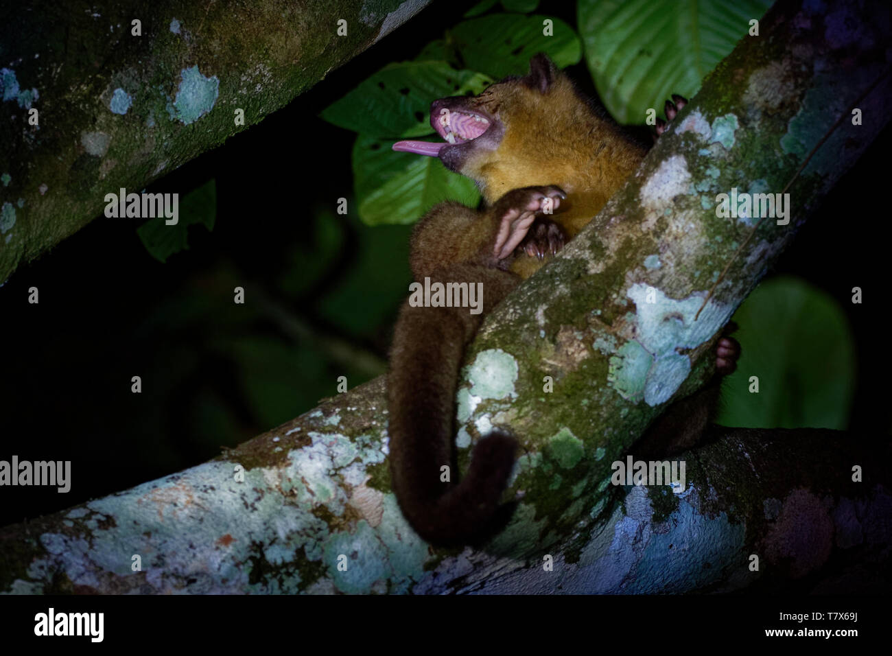 Kinkajou - Potos flavus, rainforest mammal of the family Procyonidae