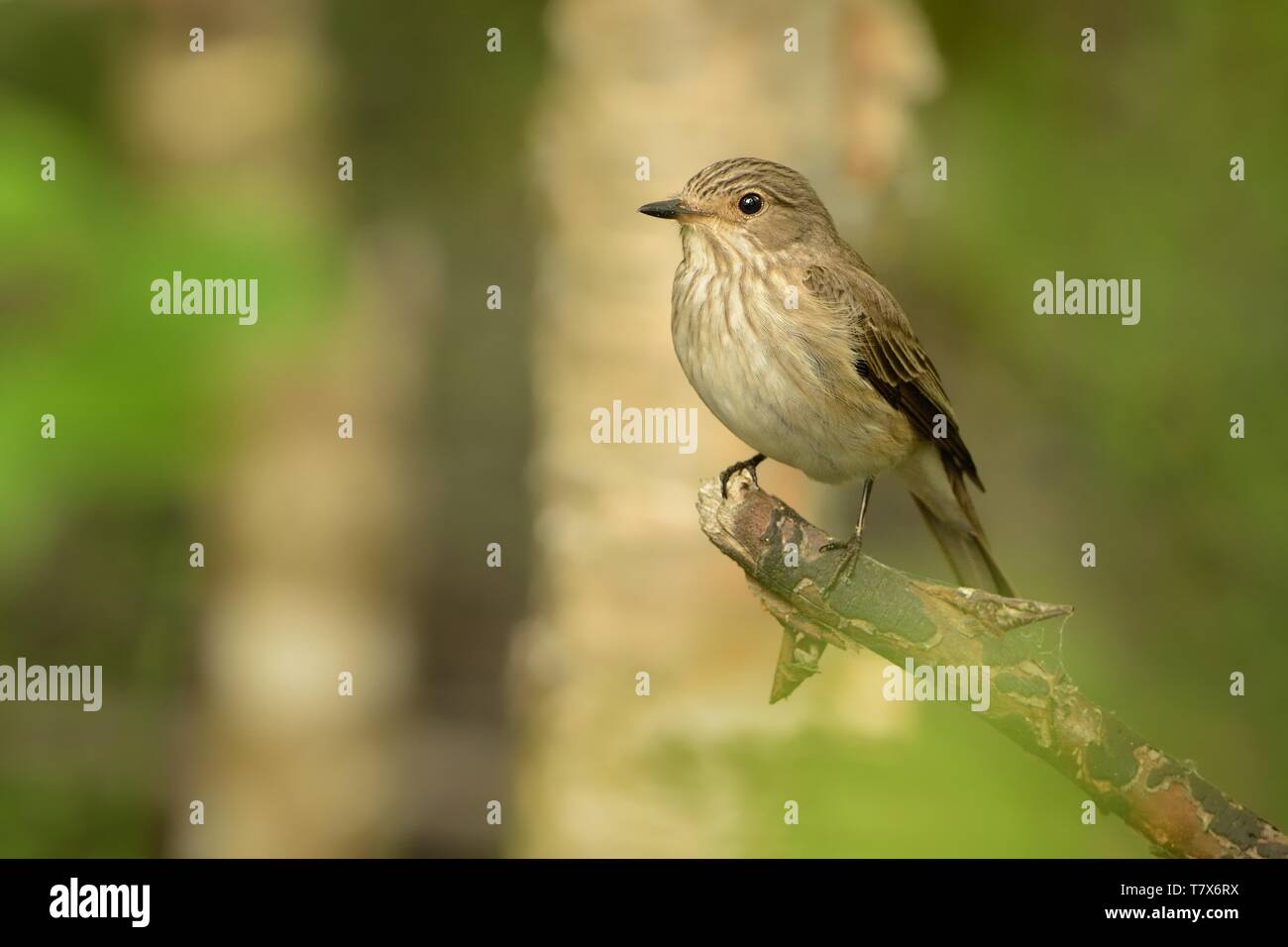 Spotted Flycatcher - Muscicapa striata sitting on the branch in the forest. Small passerine bird in the Old World flycatcher family, breeds in Europe  Stock Photo
