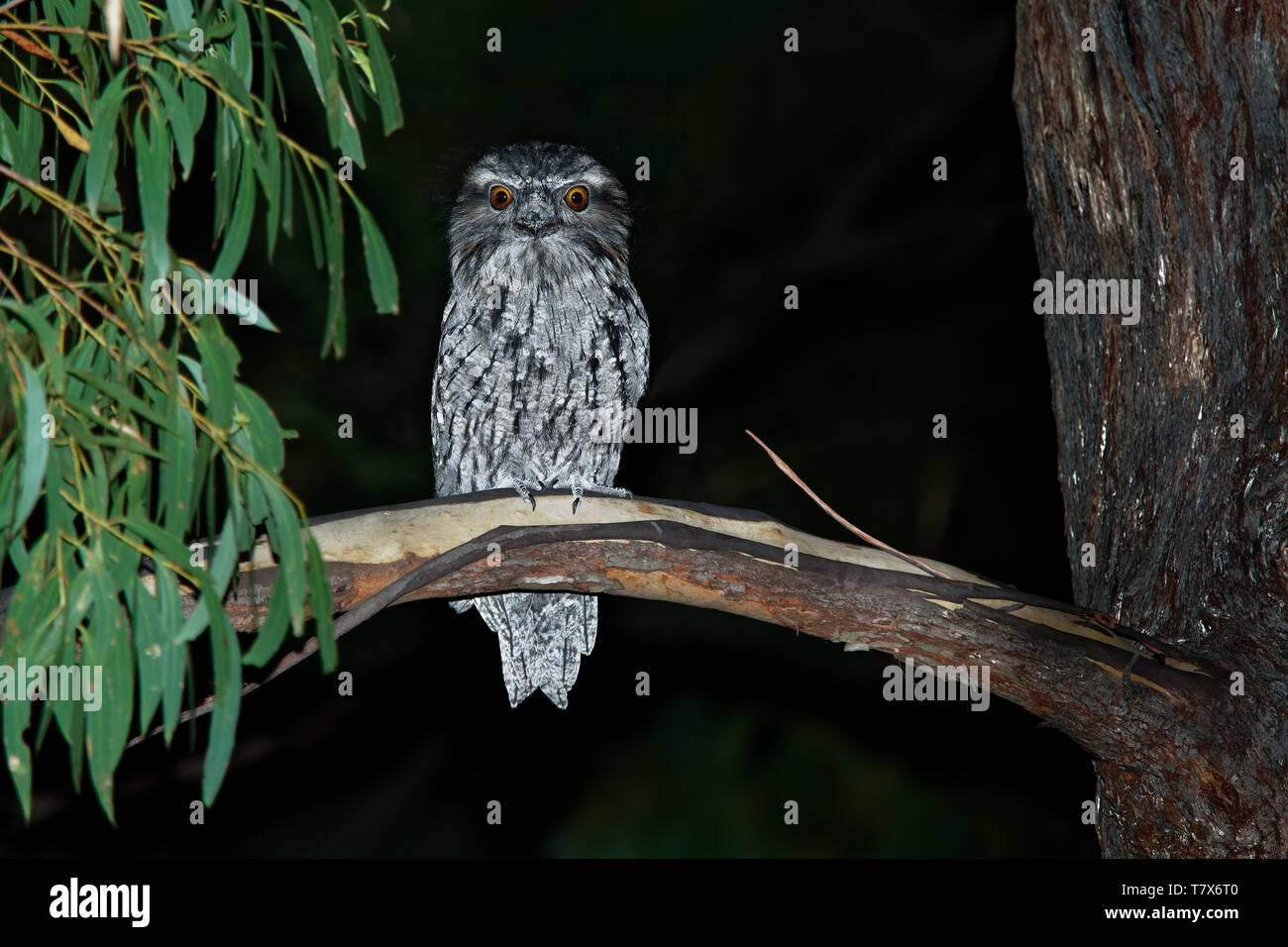 Tawny Frogmouth (Podargus strigoides) nightjar from Australia, sitting on the tree in the night. Stock Photo