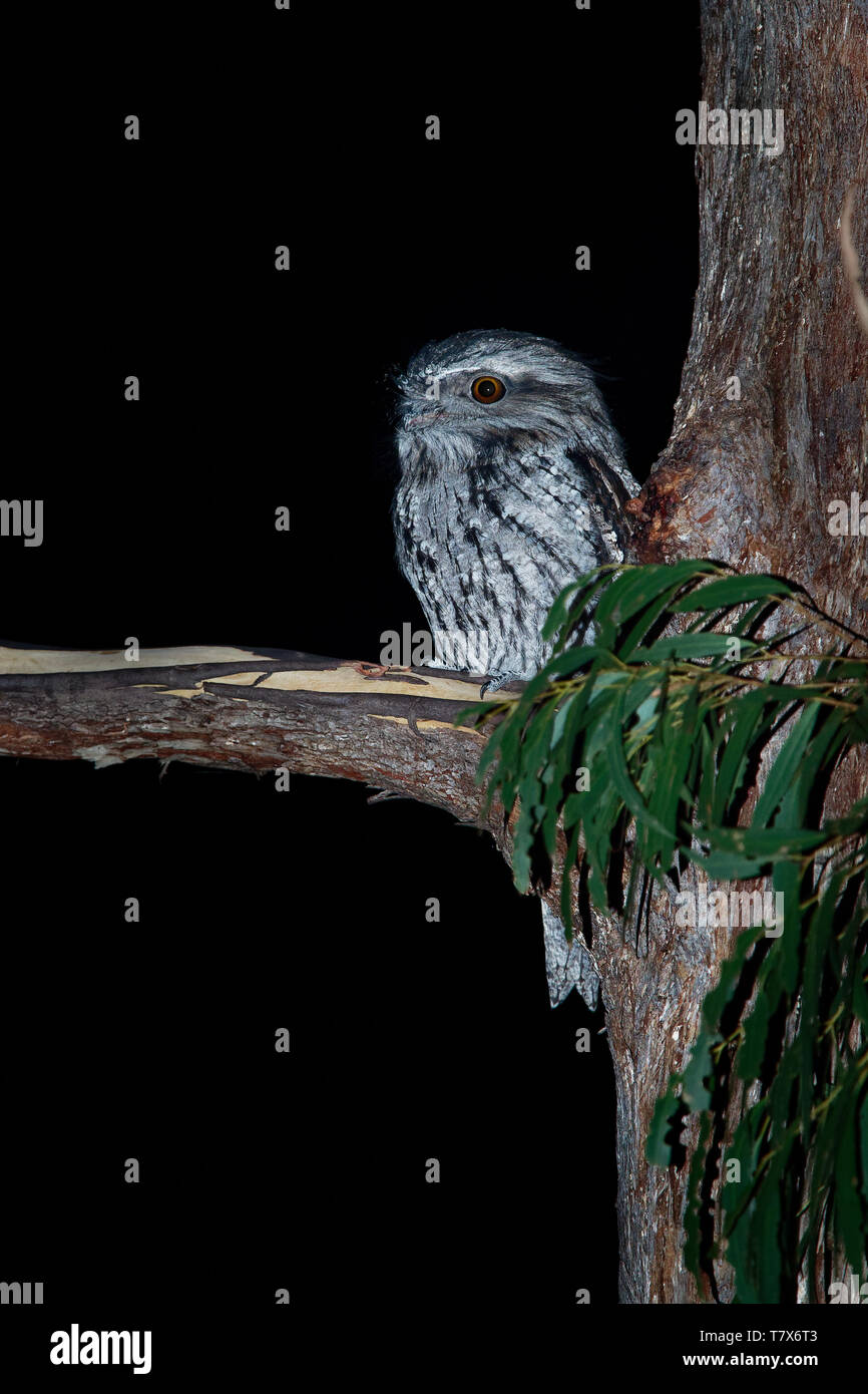 Tawny Frogmouth (Podargus strigoides) nightjar from Australia, sitting on the tree in the night. Stock Photo