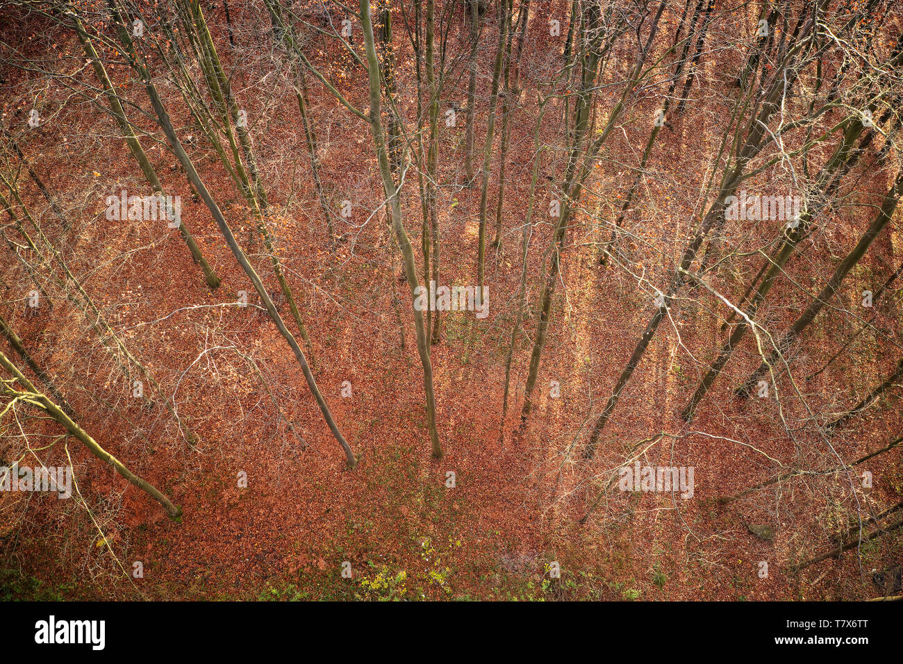 Aerial view autumn deciduous forest hi-res stock photography and images ...