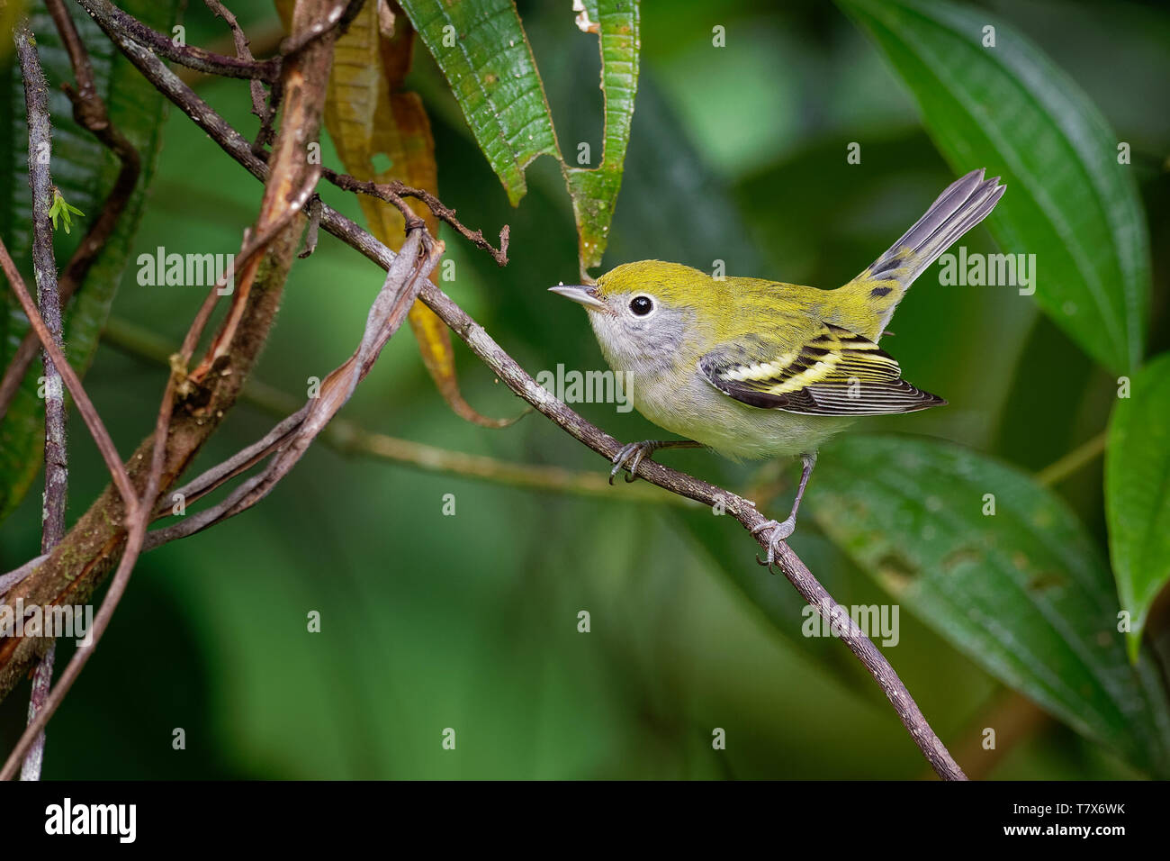 Chestnut-sided Warbler - Setophaga pensylvanica  is a New World warbler. They breed in eastern North America and in southern Canada westwards to the C Stock Photo