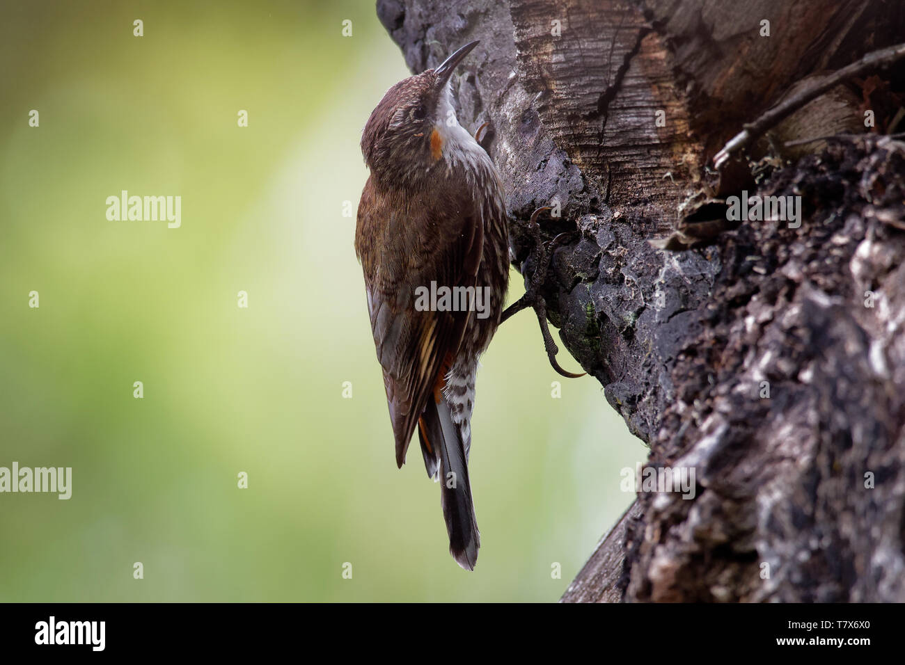 Brown Treecreeper Climacteris picumnus small bird, largest