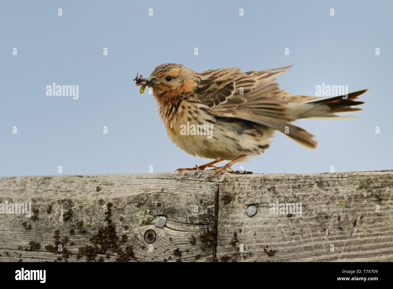 Red-throated Pipit - Anthus cervinus is a small passerine bird which breeds in the far north of Europe and Asia, with a foothold in northern Alaska. Stock Photo