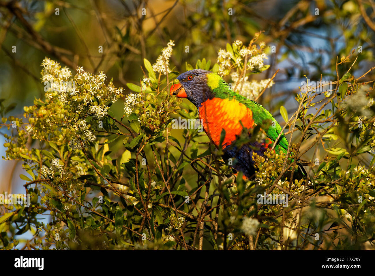 Rainbow Lorikeet - Trichoglossus moluccanus- species of parrot found in ...