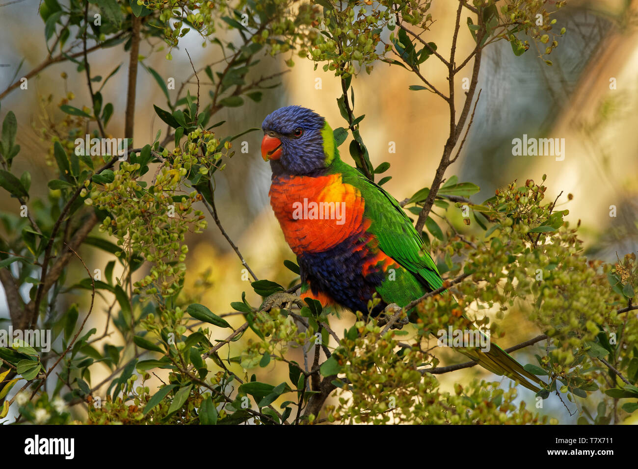 Image result for Rainbow Lorikeet - Trichoglossus moluccanus- species of parrot found in ...