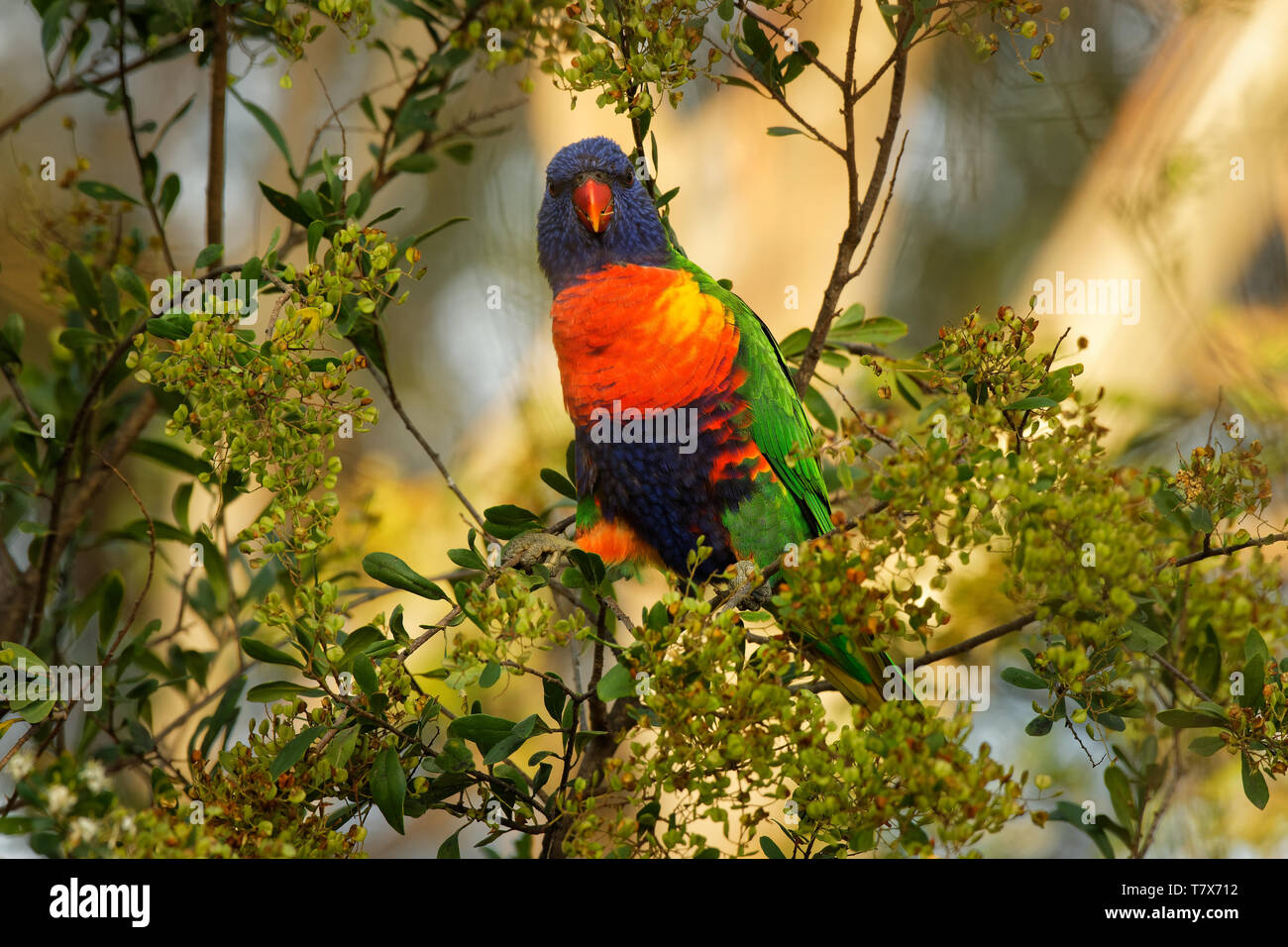 Image result for Rainbow Lorikeet - Trichoglossus moluccanus- species of parrot found in ...