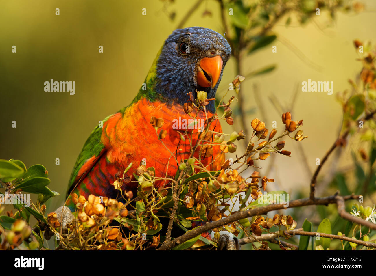 Rainbow Lorikeet - Trichoglossus moluccanus- species of parrot found in ...