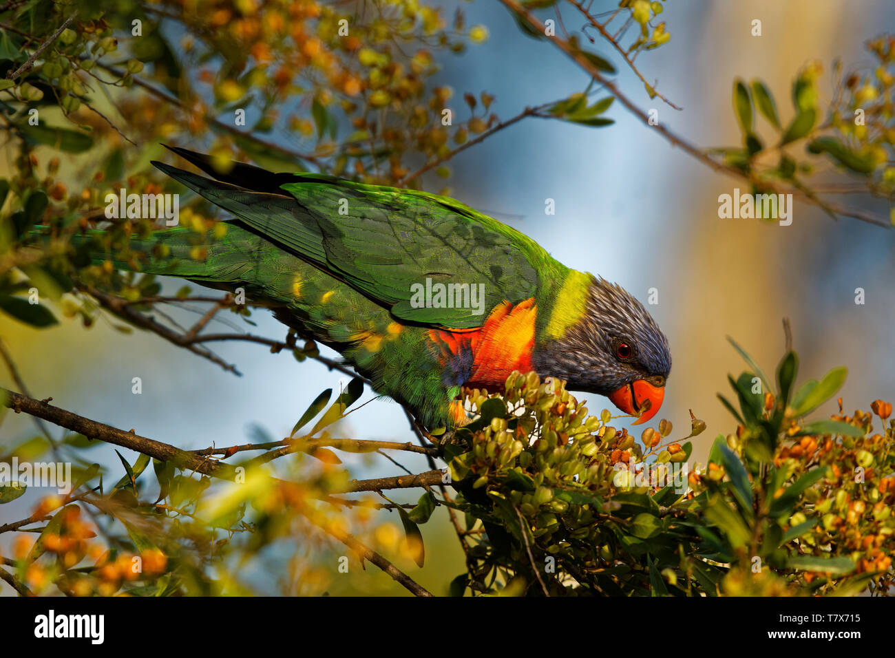 Rainbow Lorikeet - Trichoglossus moluccanus- species of parrot found in ...