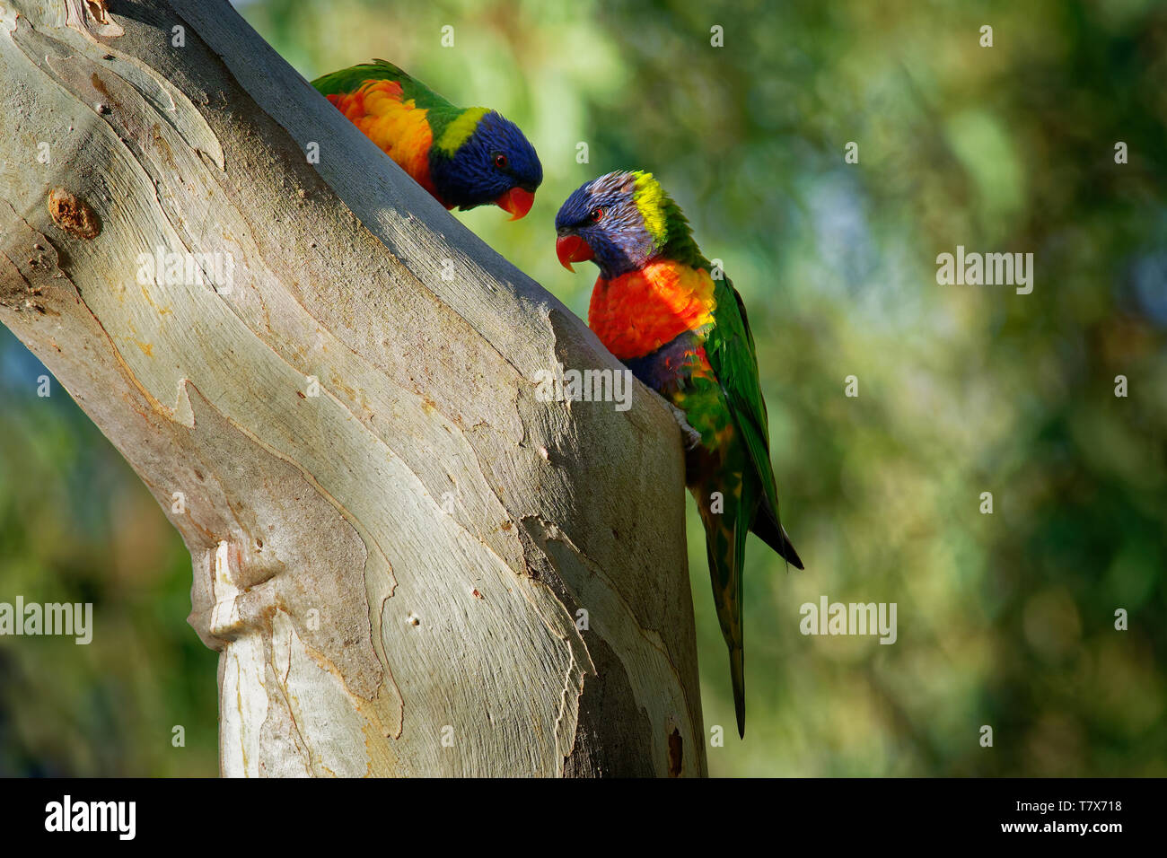 Image result for Rainbow Lorikeet - Trichoglossus moluccanus- species of parrot found in ...