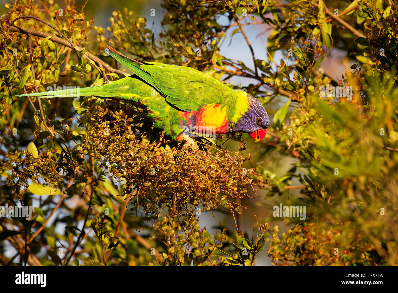 Rainbow Lorikeet - Trichoglossus moluccanus- species of parrot found in ...