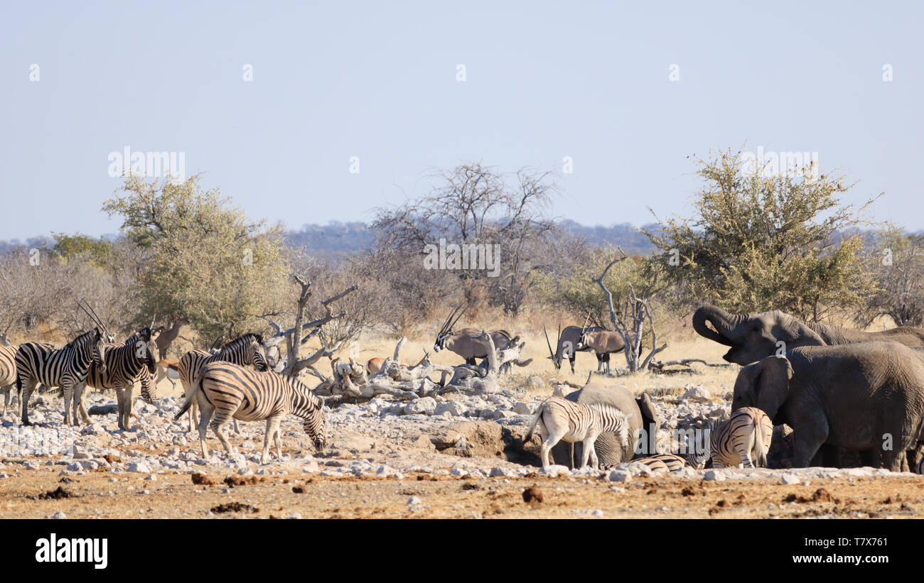 Wild animals in waterhole of Etosha National Park in Namibia Stock Photo