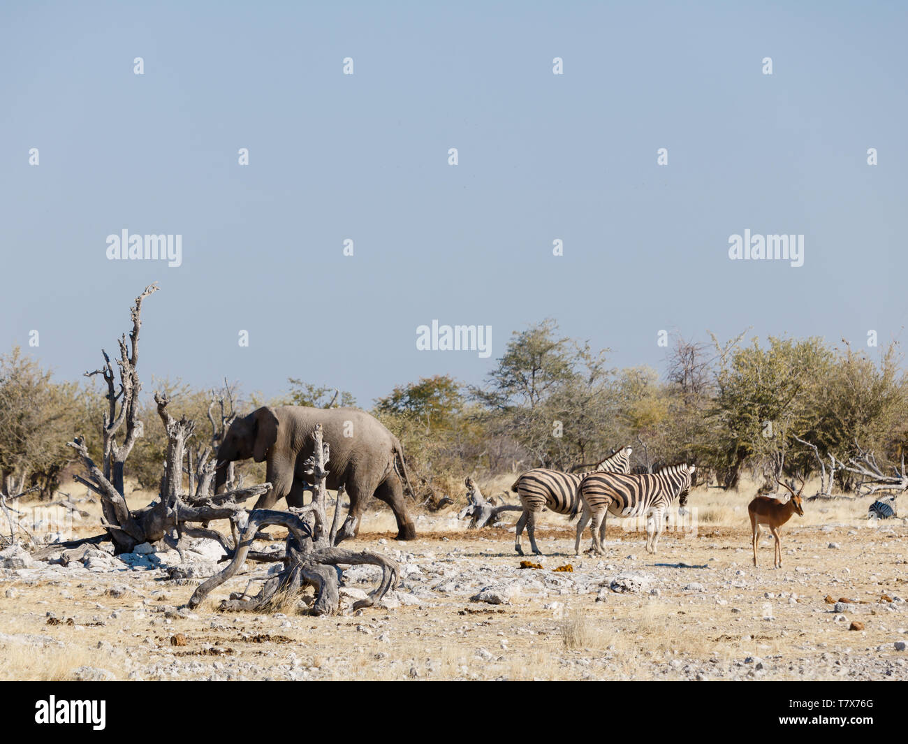 Wild animals in waterhole of Etosha National Park in Namibia Stock Photo