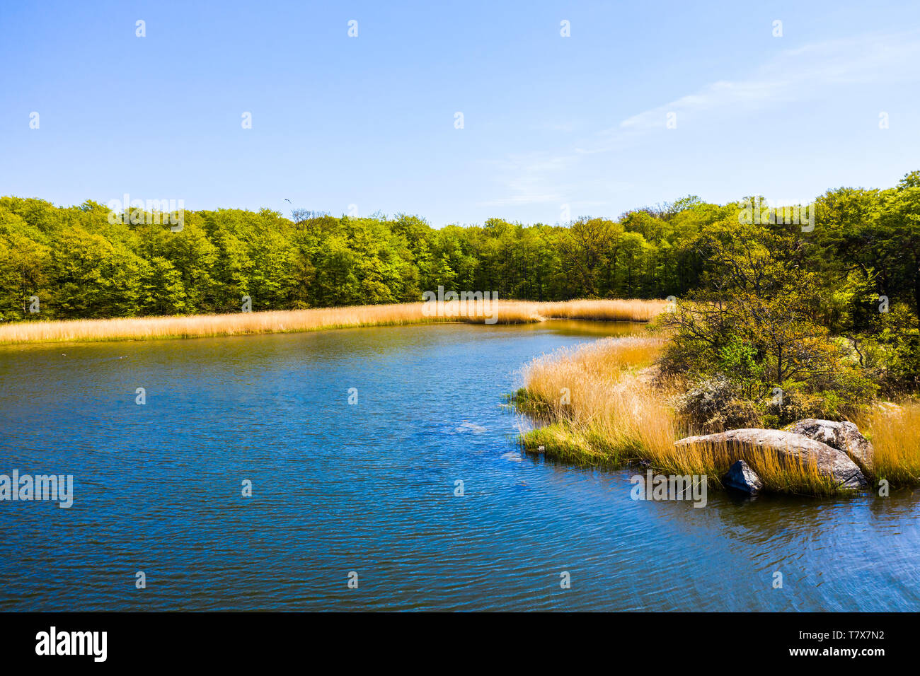 Coastal view of a bay in spring seen from the sea looking in at the forest on the shore. Tromto nature reserve in Blekinge, Sweden, on a sunny spring  Stock Photo