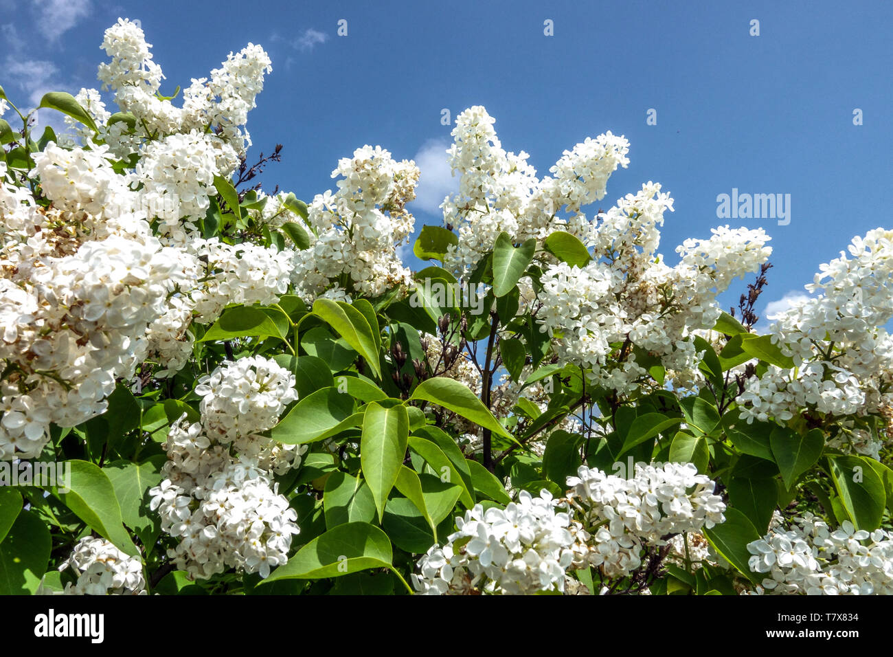 White Lilac Syringa Villosa Vestale Stock Photo Alamy