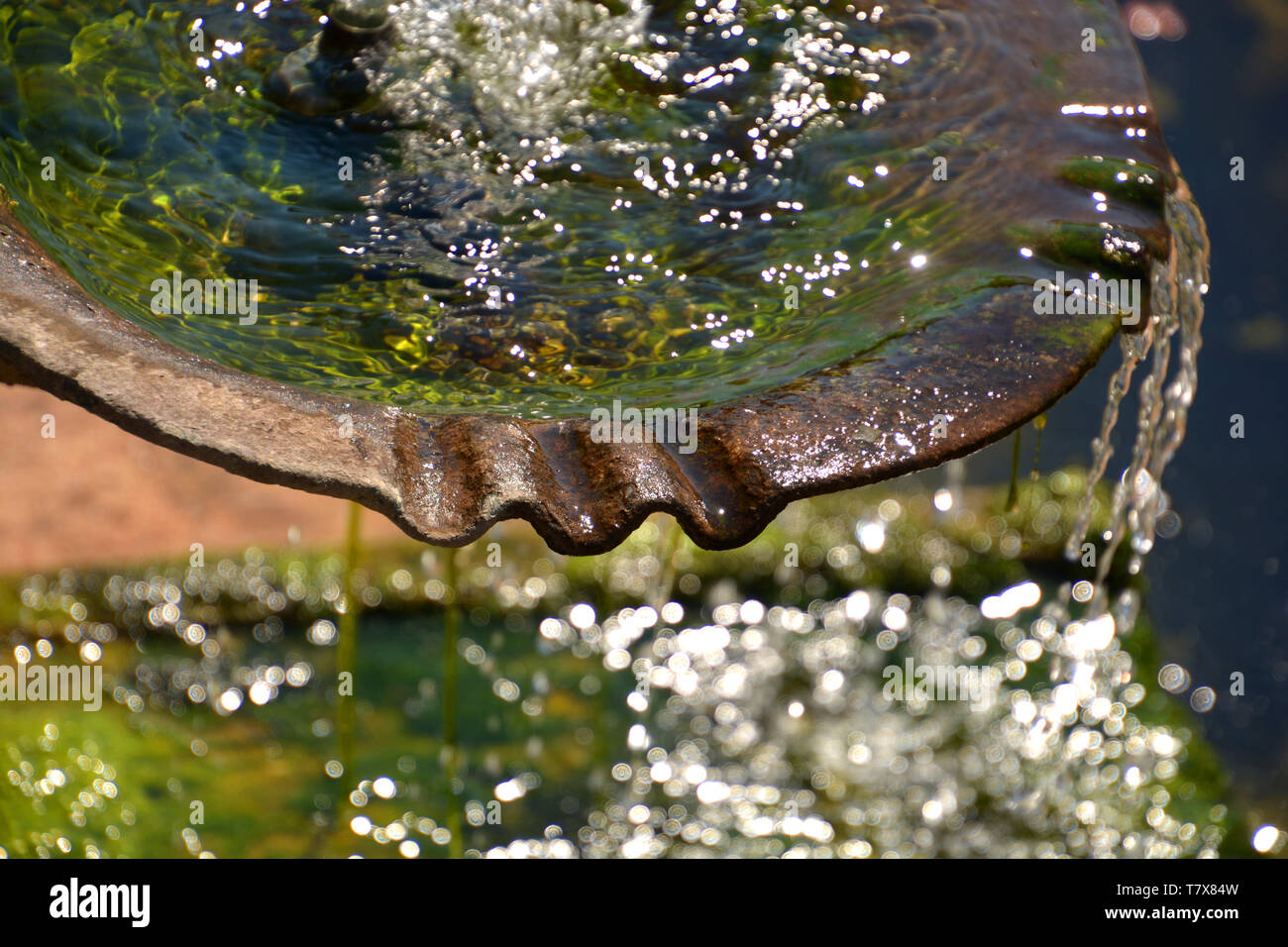 Algae on a fountain hires stock photography and images Alamy