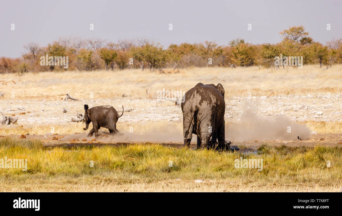 Elephants in Etosha National Park, Namibia Stock Photo