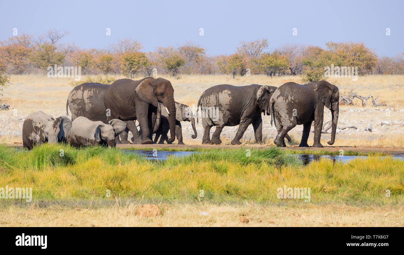 Elephants in Etosha National Park, Namibia Stock Photo