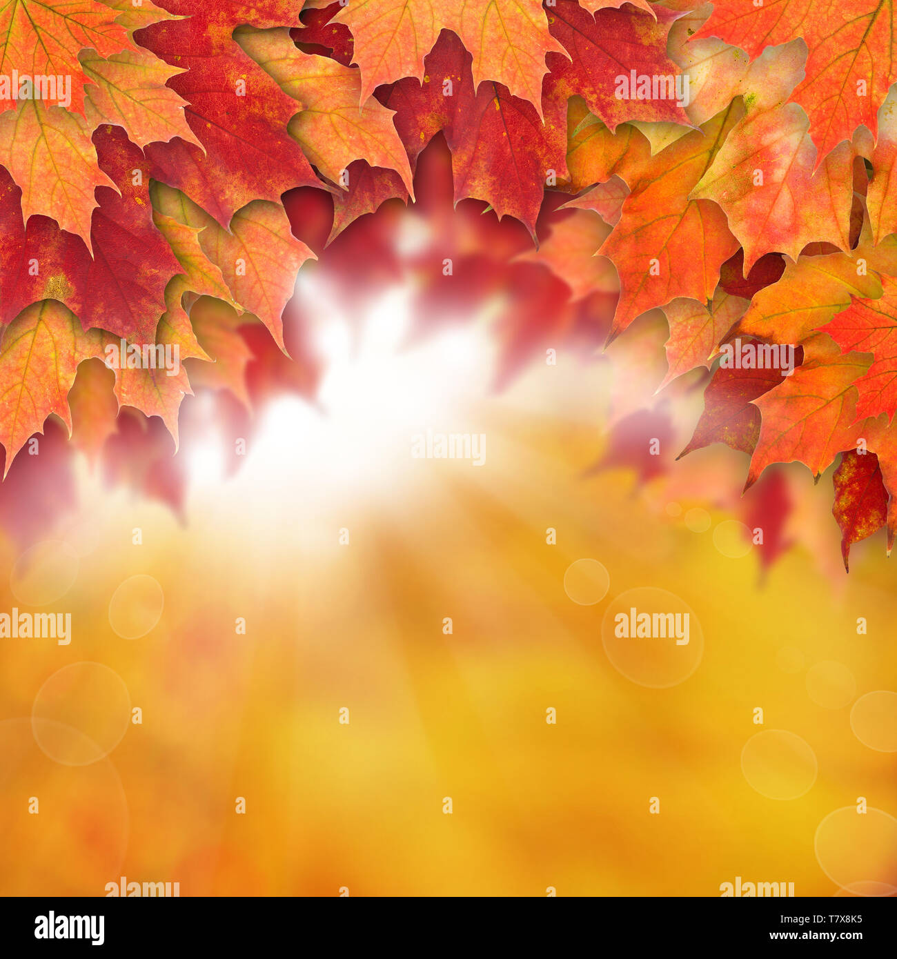 Autumn background with leaves. Colorful fall leaves and abstract gold bokeh light Stock Photo