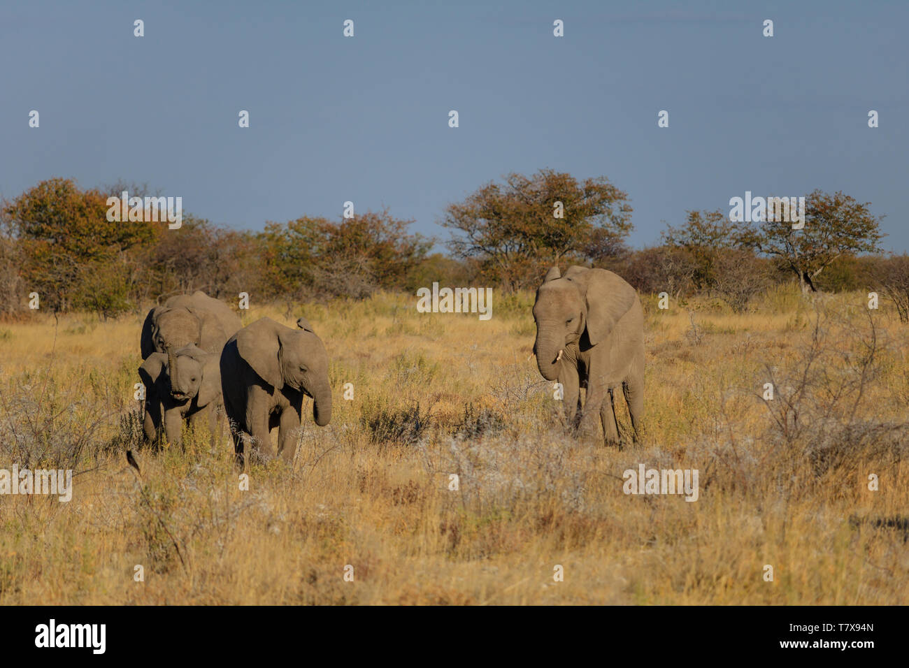 Elephants in Etosha National Park, Namibia Stock Photo