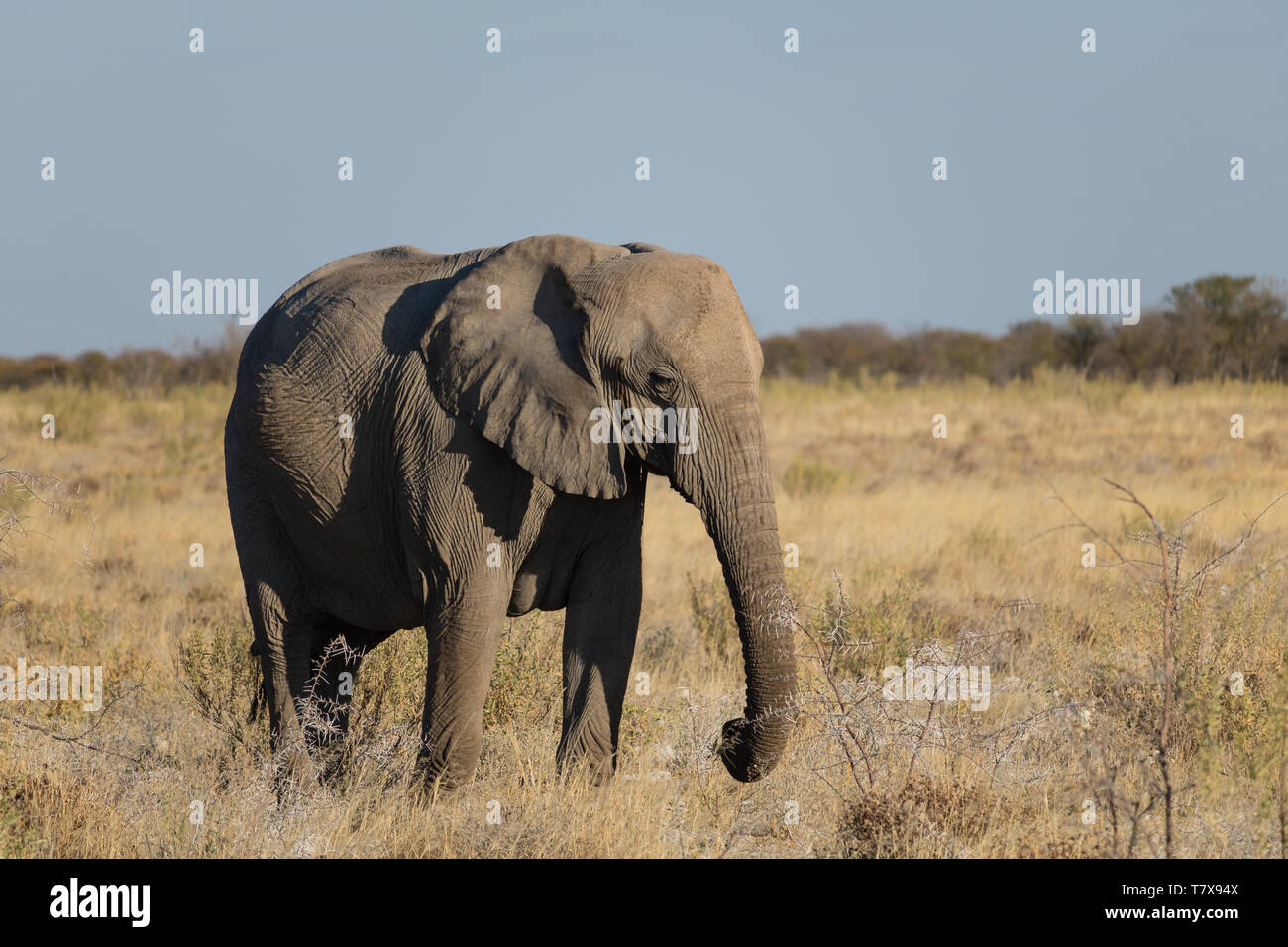 Elephants in Etosha National Park, Namibia Stock Photo