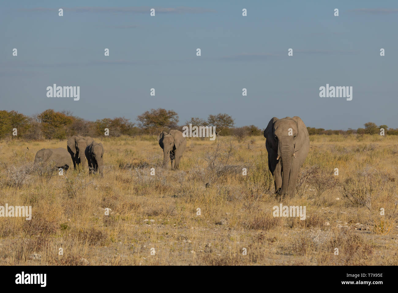 Elephants in Etosha National Park, Namibia Stock Photo