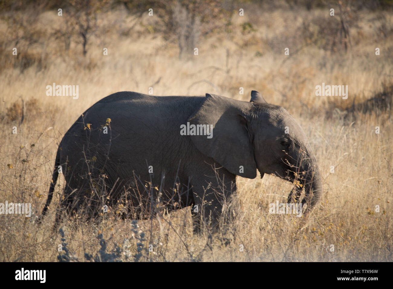 Elephants in Etosha National Park, Namibia Stock Photo