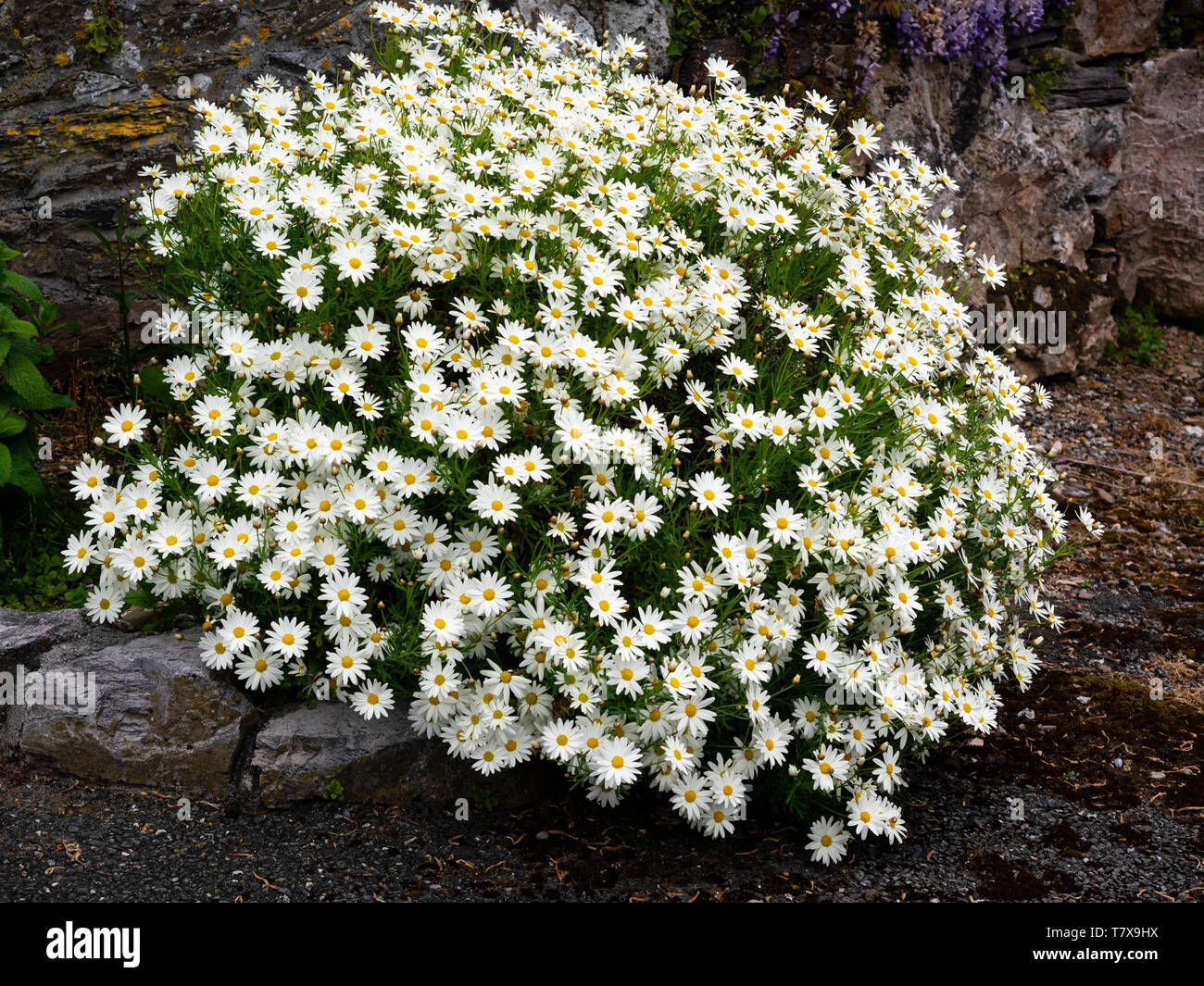 Single white flowers of the half-hardy Marguerite daisy, Argyranthemum frutescens, smother the shrubby growth Stock Photo