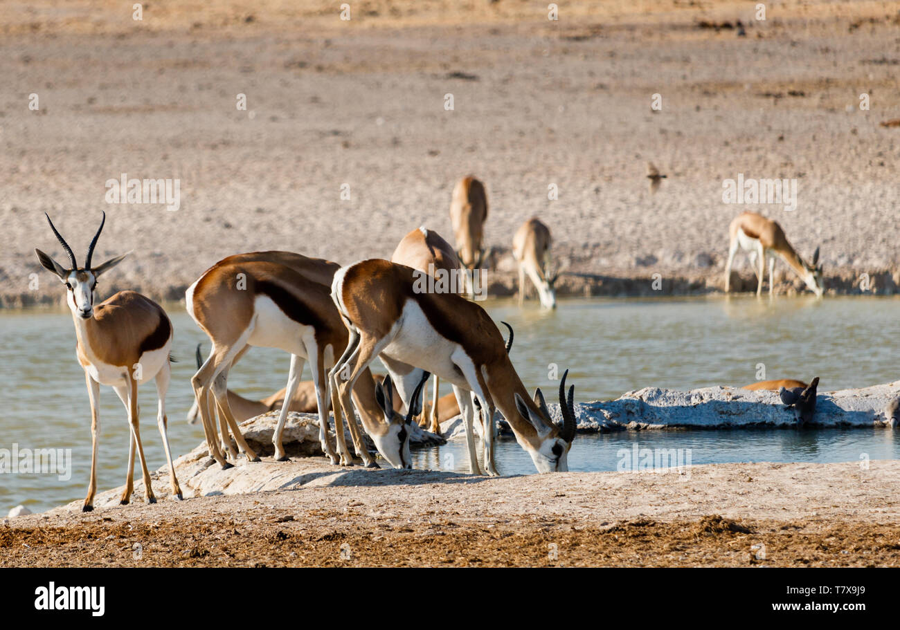 Springbok in waterhole, Etosha National Park, Namibia Stock Photo