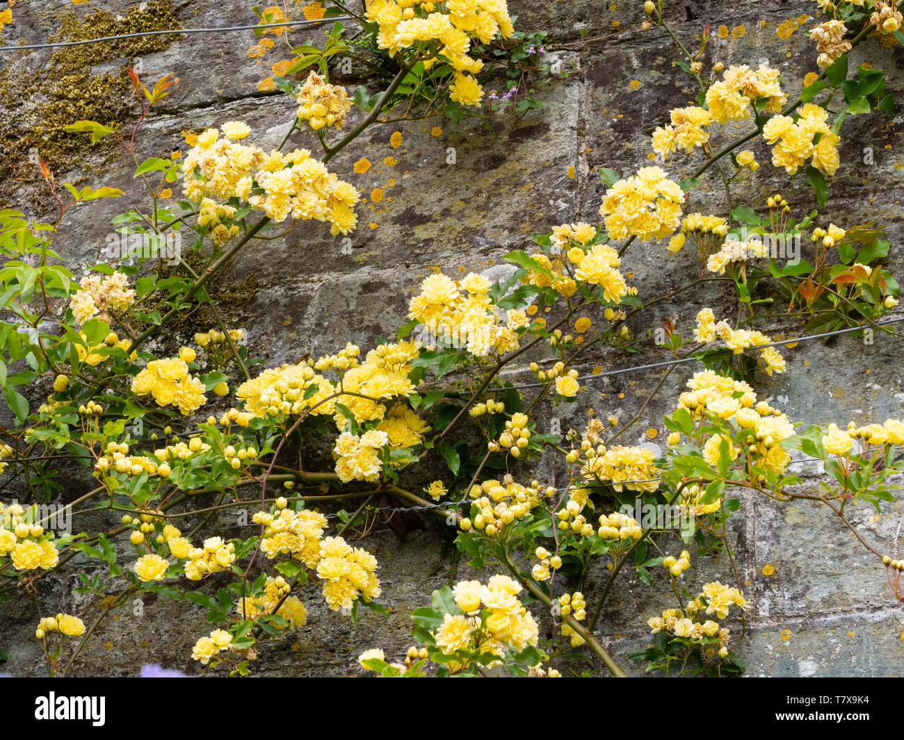 Small, double, yellow flowers of the rambling Banksian rose, Rosa banksiae 'Lutea',trained on a wall Stock Photo