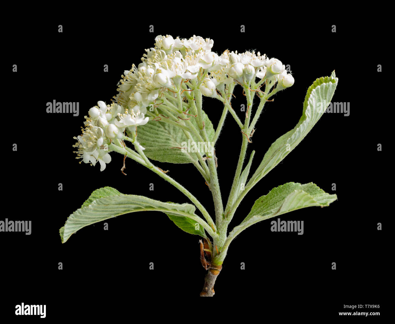 Silvery spring foliage and creamy flowers of the hardy whitebeam tree, Sorbus aria 'Lutescens', on a black background Stock Photo