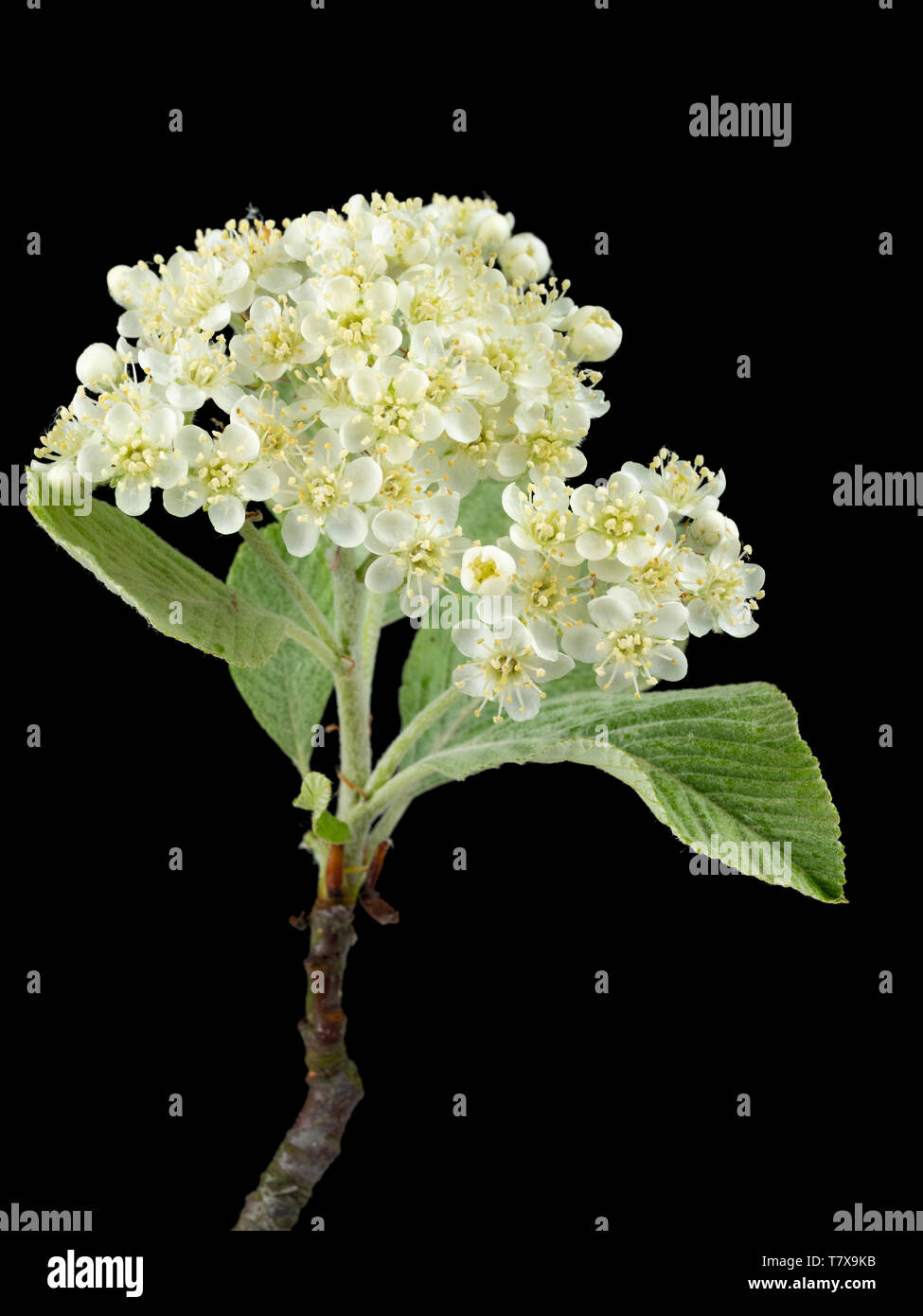 Silvery spring foliage and creamy flowers of the hardy whitebeam tree, Sorbus aria 'Lutescens', on a black background Stock Photo