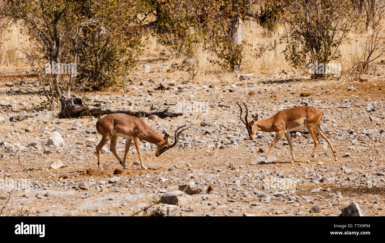 Impala - horns against horns - Two male impalas fight to get the right to mate with the females of the herd Stock Photo