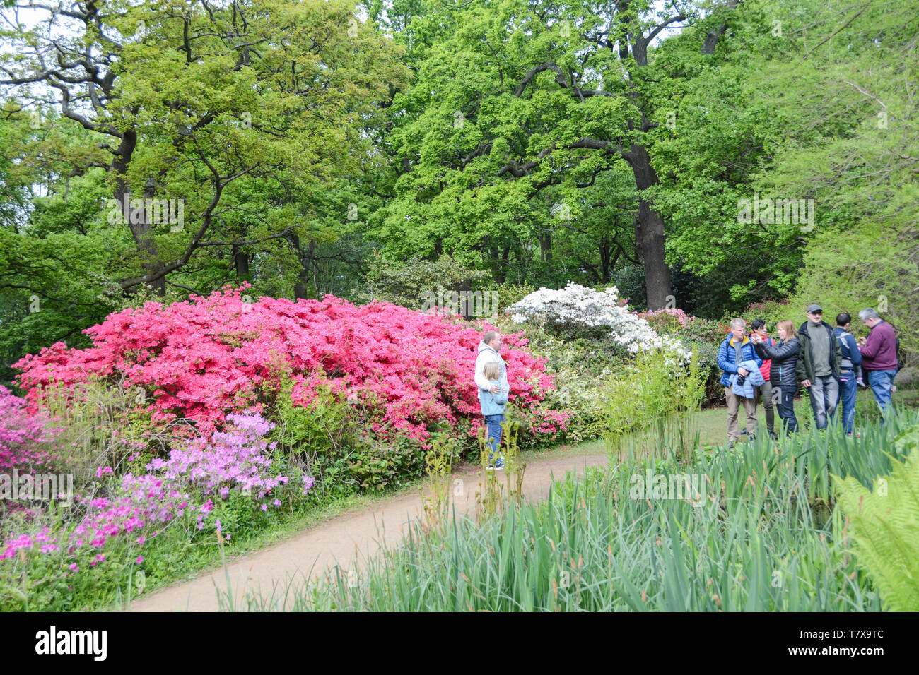 A father and his daughter pose for a photo amongst the colours and blossoms at the Isabella Plantation, Richmond Park, London, UK Stock Photo