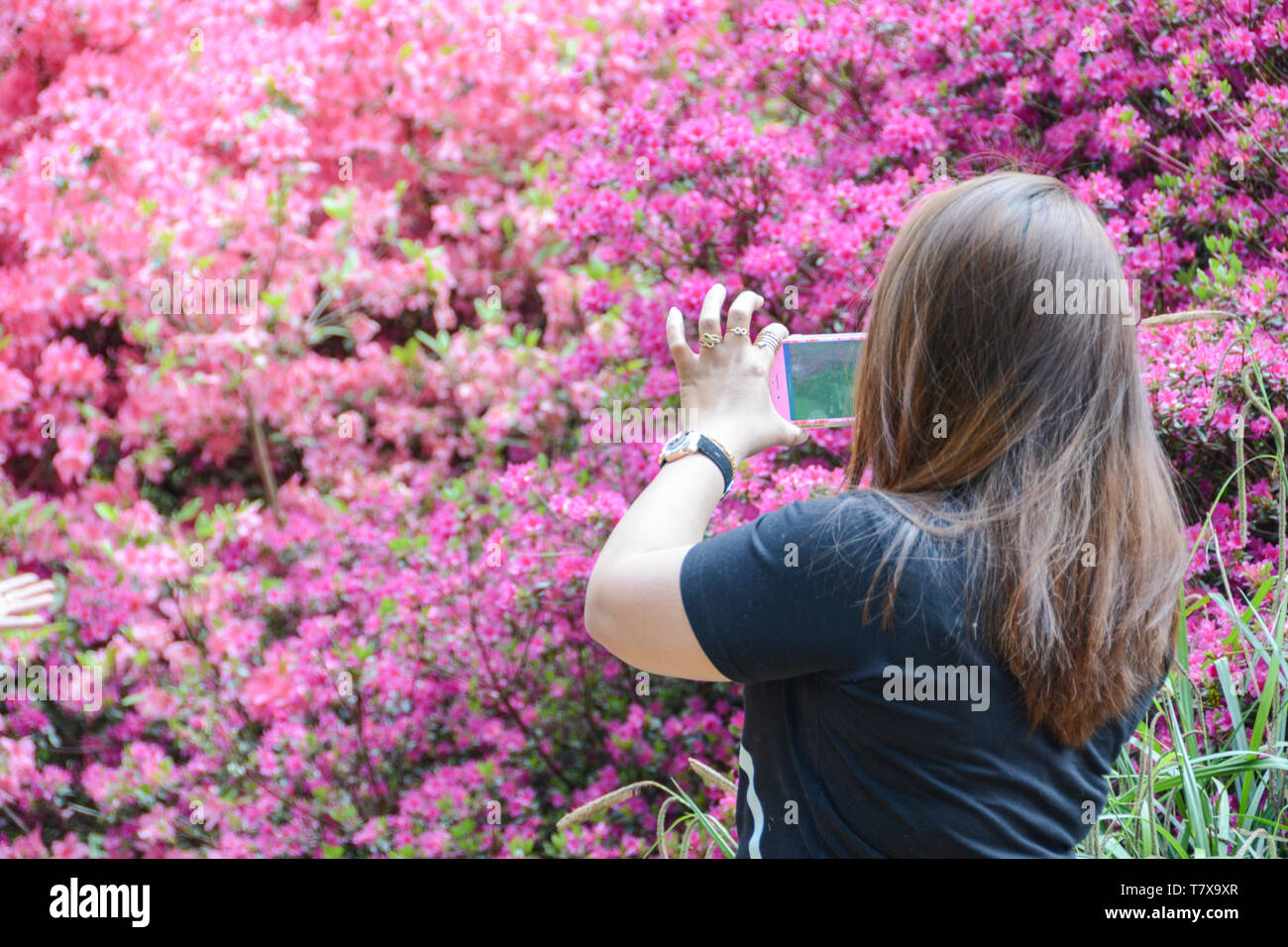 A young woman takes a picture on her smartphone of the colours and blossoms at the Isabella Plantation, Richmond Park, London, UK Stock Photo