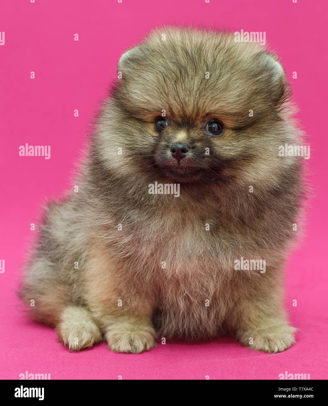 Small And Shaggy Pomeranian Puppy On Pink Background Stock Photo Alamy