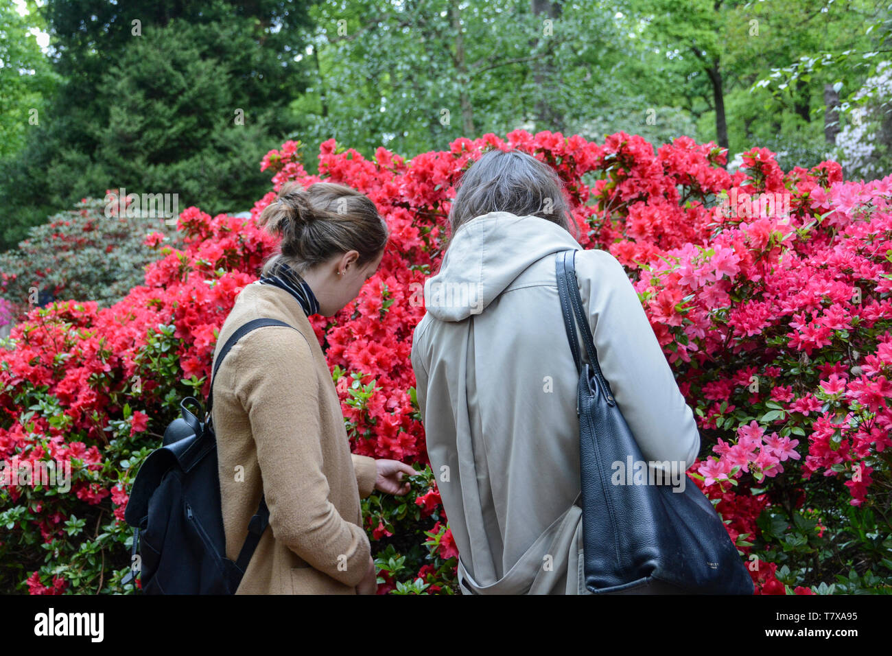 Two women examining the blossoms at the Isabella Plantation, Richmond Park, London, UK Stock Photo