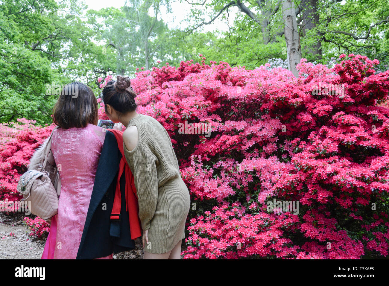 Two women taking selfies amongst the blossoms at the Isabella Plantation, Richmond Park, London, UK Stock Photo