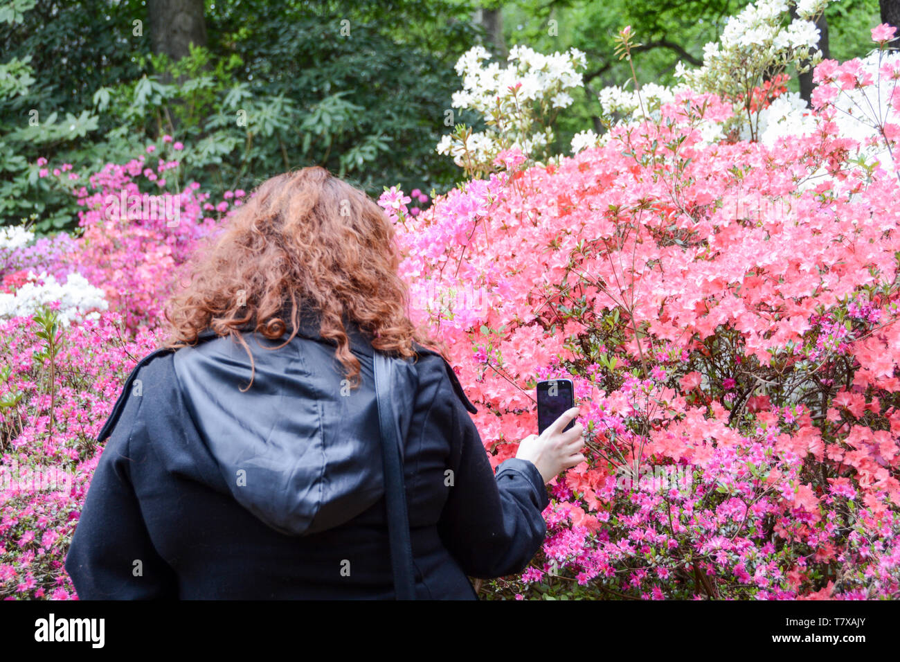 A redheaded woman taking a photo of the colourful blossoms at the Isabella Plantation, Richmond Park, London, UK Stock Photo
