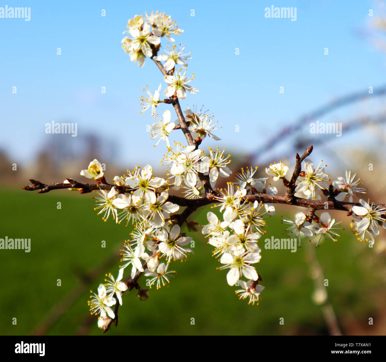 Beautiful white flowers, sun, blue sky and green grass Stock Photo Alamy