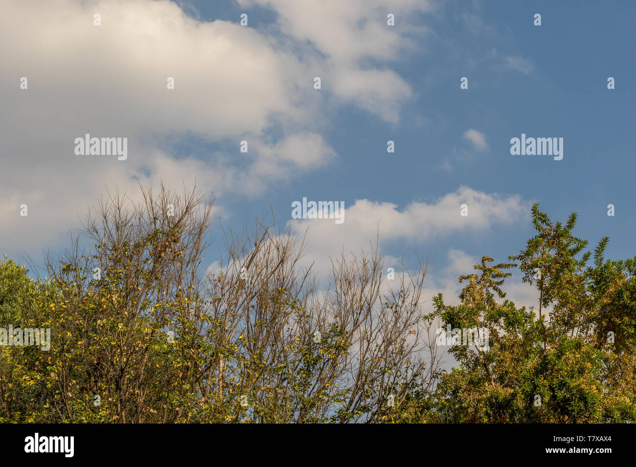 Blue sky and white clouds above the tops of trees with autumn leaves ...