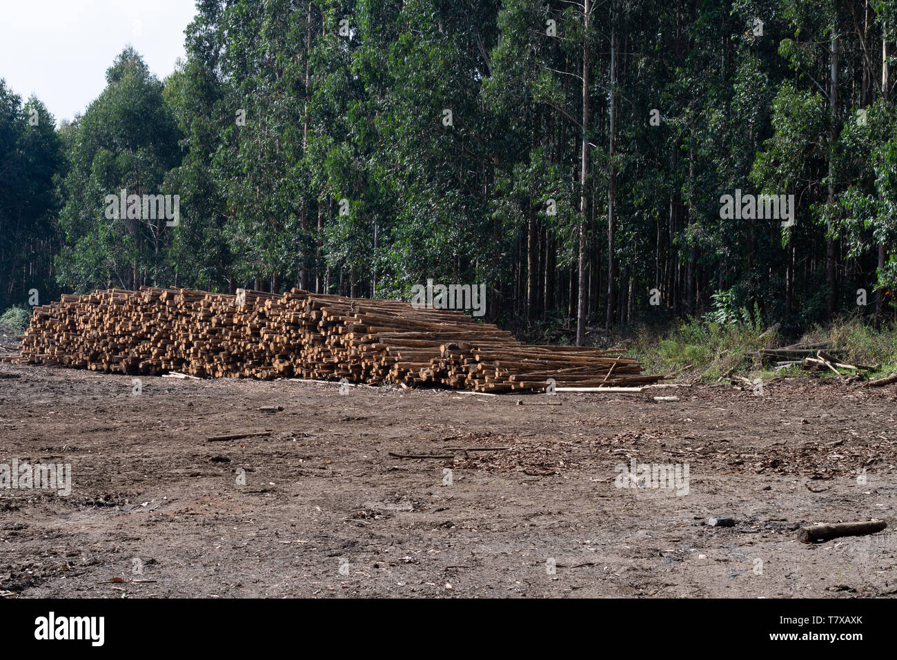 Stacks of timber in a Eucalyptus plantation, Natal Midlands, South Africa. Stock Photo