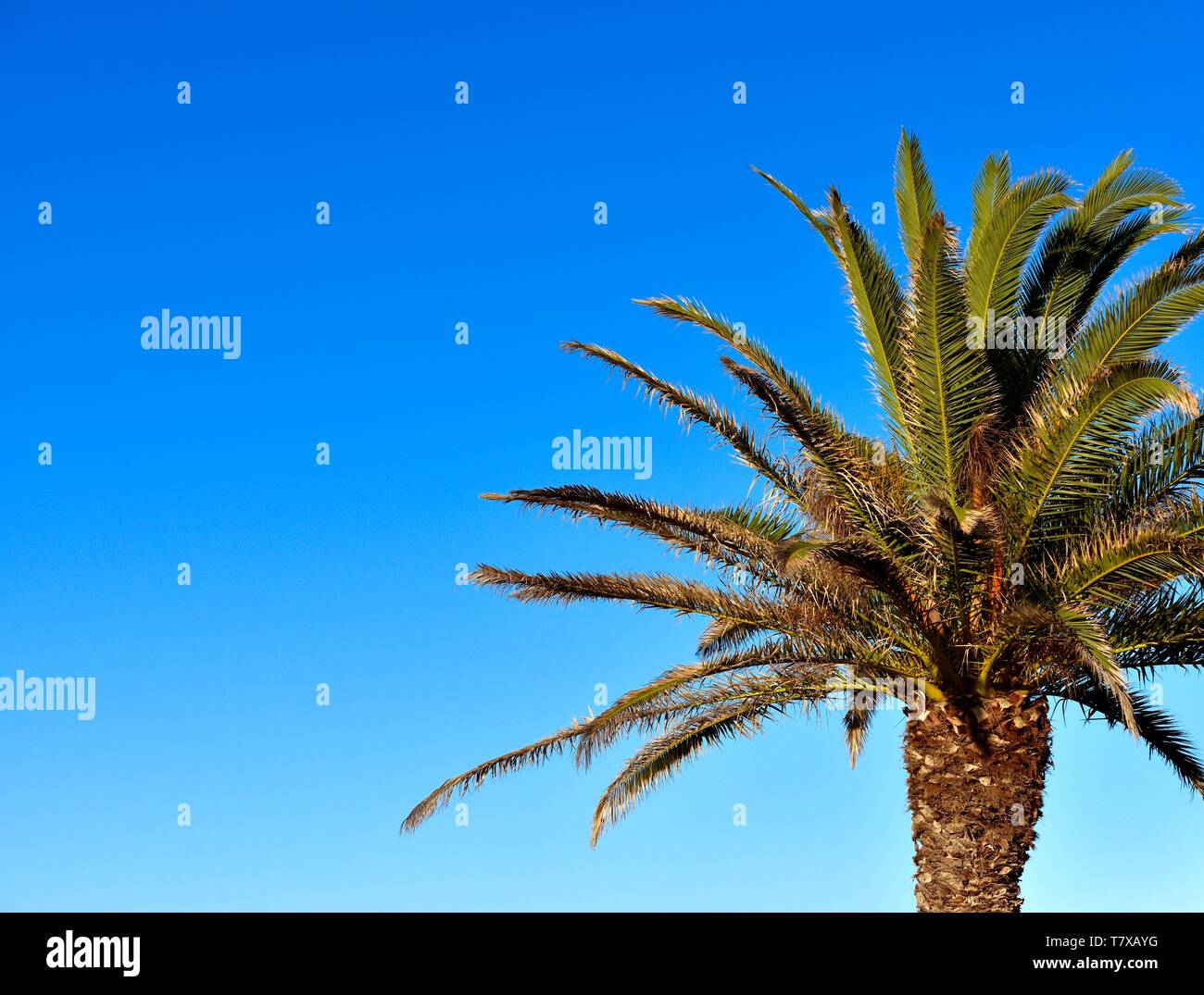 Palm tree against a blue sky on a sunny day Stock Photo - Alamy