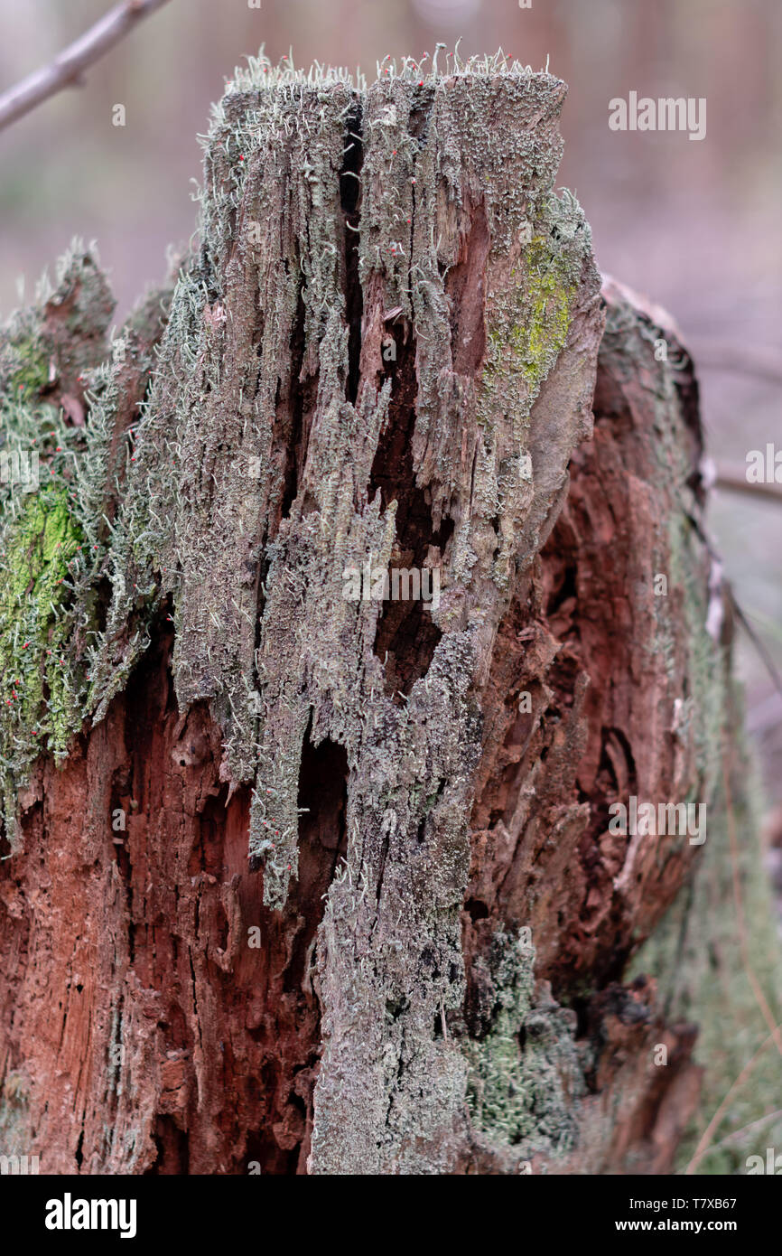 Moss on rotting tree stump hi-res stock photography and images - Alamy