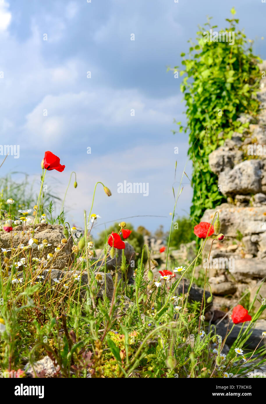 Flowers of red poppy and daisies on the background of ancient ruins and stormy sky Stock Photo