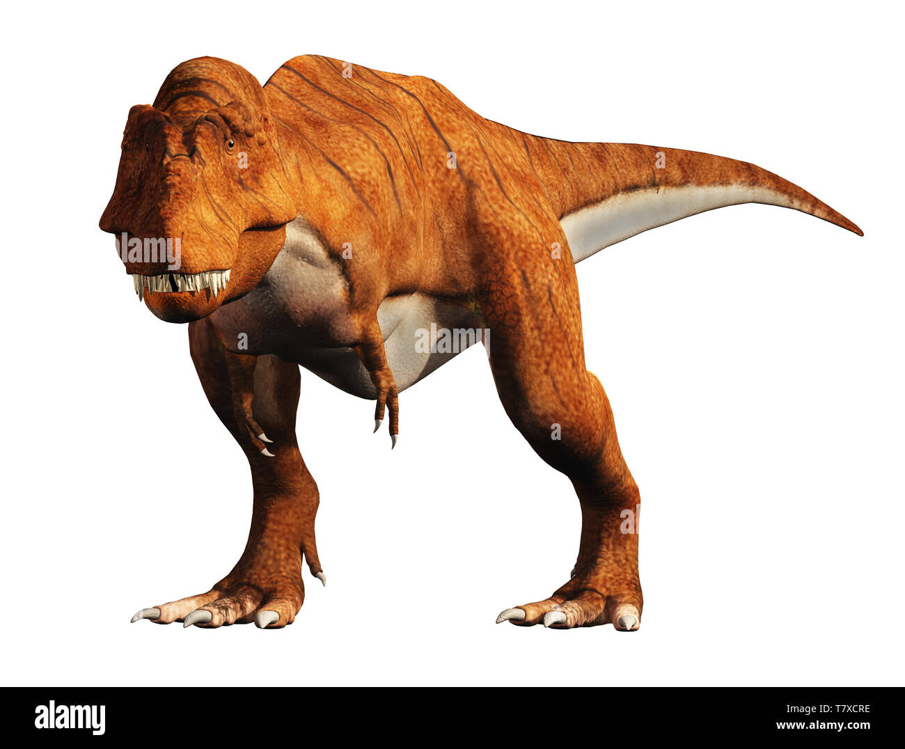 A tyrannosaurus rex stands on a white background. The most popular